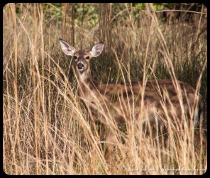 RiverbendDeer