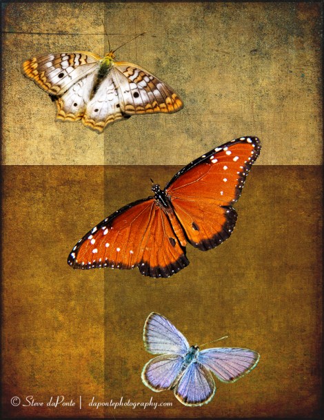butterflycollage