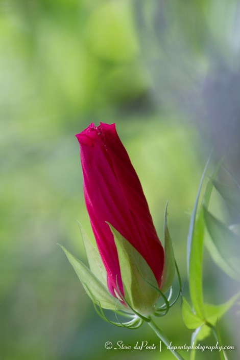 Bud