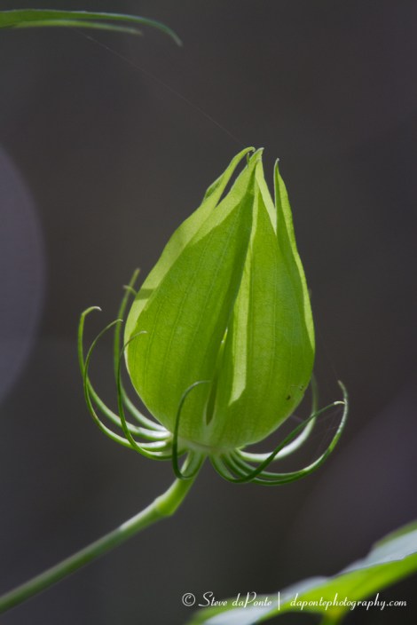 Pod