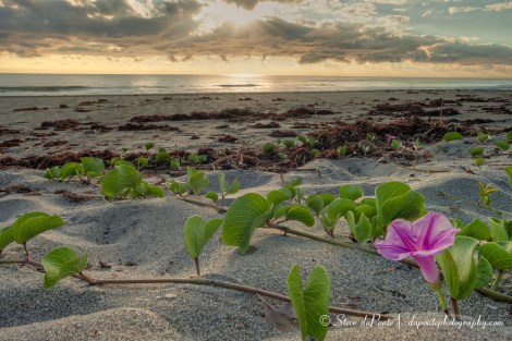 Morning_Gloryimg4440