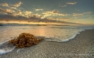 seaweed_sunriseimg4362