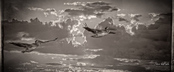 pelicans_black_white