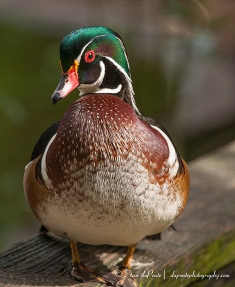BeautifulDuck
