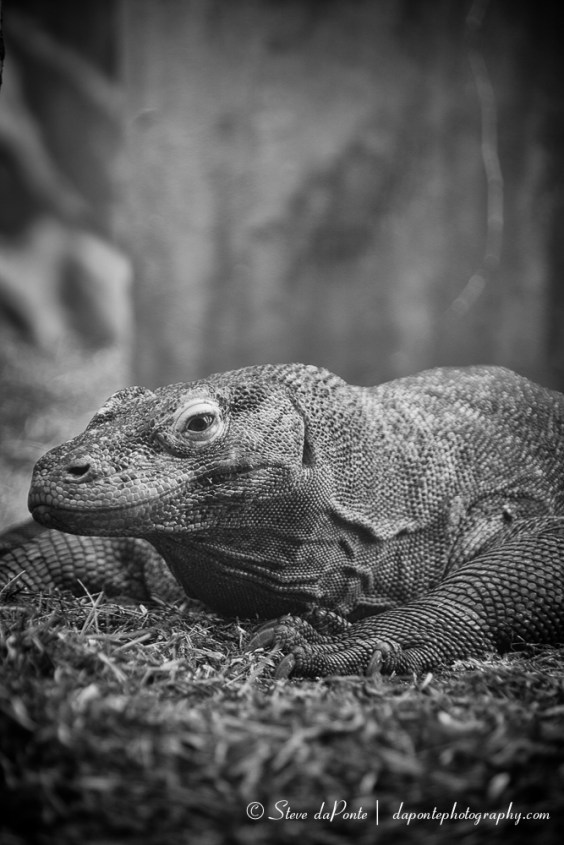 komododragon