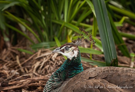 PeaHen