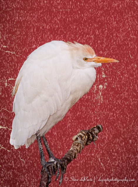 Photo Composite Created with On One Perfect Suite 8