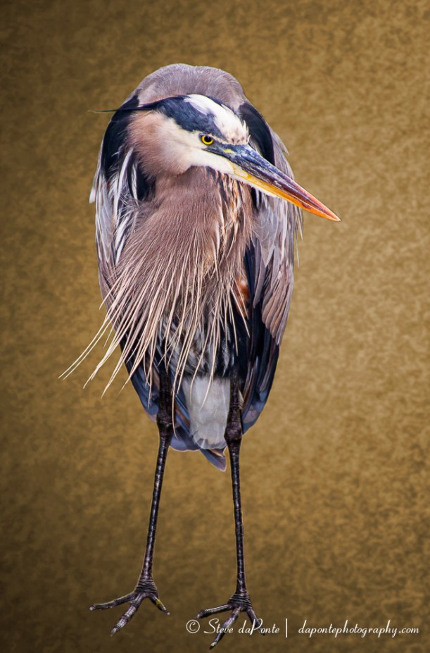 greatblueheron