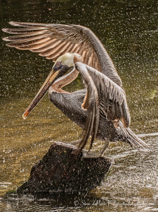steve_daponte_pbzoo_pelican_img3579