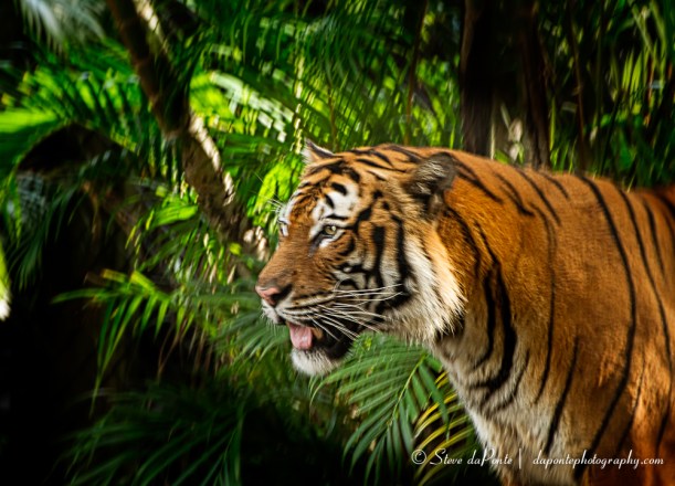 steve_daponte_pbzoo_tiger_img3392