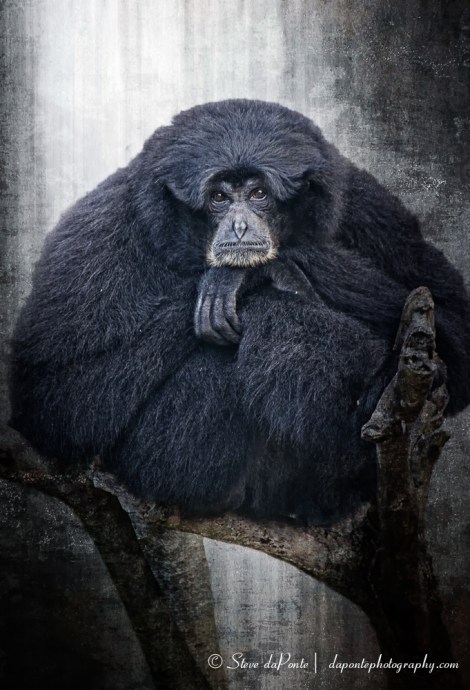 steve_daponte_zoo_distant_cousin_img3084