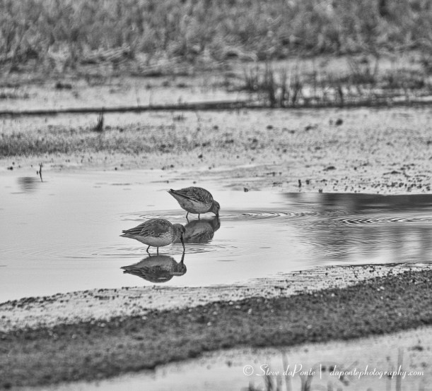 steve_daponte_feeding_img4829