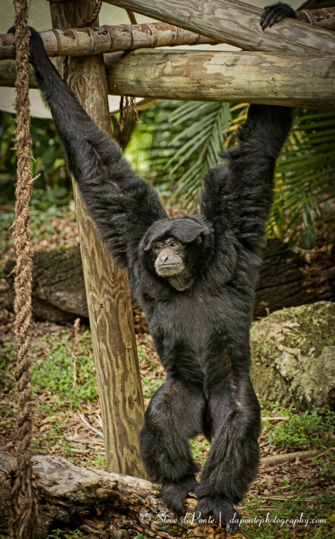 steve_daponte_hangin_around_img3622