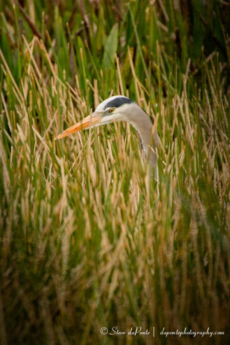 steve_daponte_hide_tallreeds_img4045