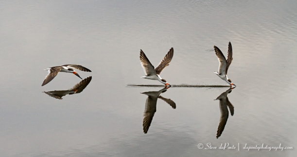 Photo-composite of Black Skimmer in action