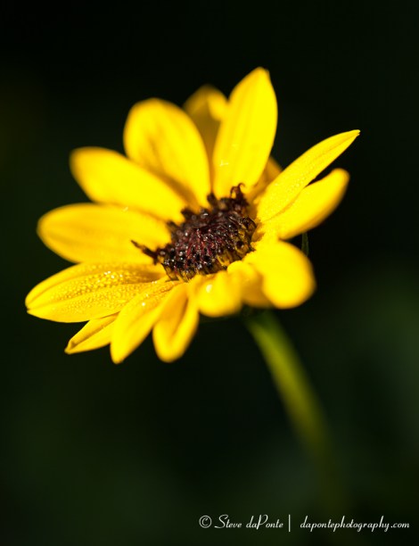 steve_daponte_yellow_img7365