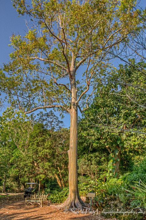 Rainbow_Eucalyptus_img6733