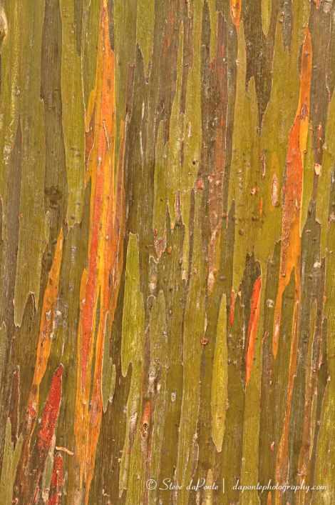 Rainbow_Eucalyptusbark_closeup_img6742