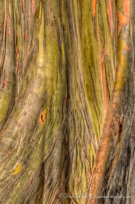 Rainbow_Eucalyptusbase_closeup_img6751