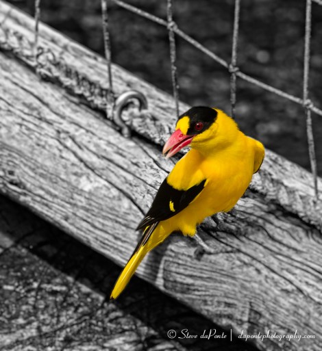 steve_daponte_miamizoo_img7485