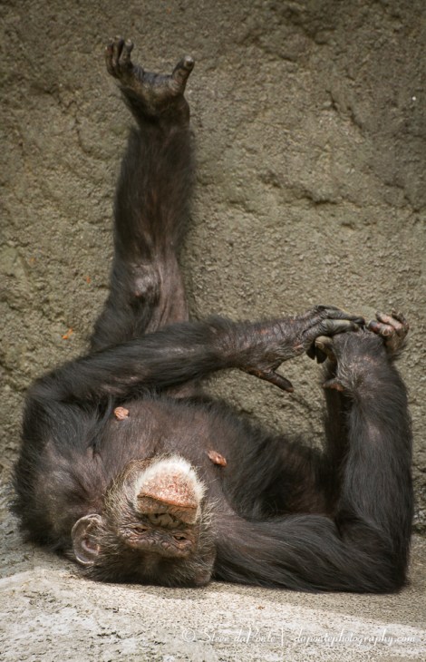 steve_daponte_miamizoo_img8162