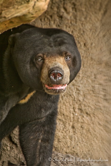 stevedaponte_bear_img8395