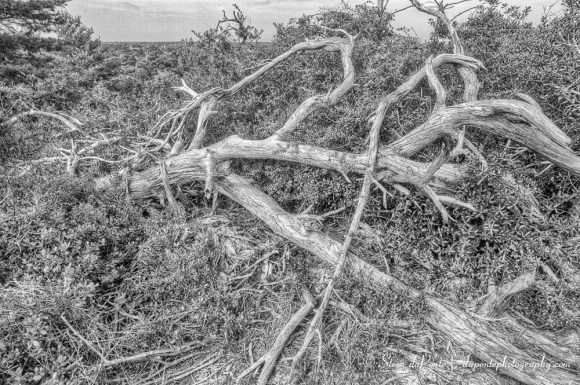 stevedaponte_twisted_img8530