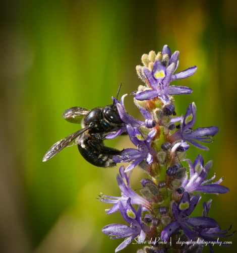 stevedaponte_bee_img0507