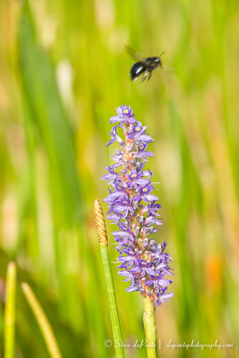 stevedaponte_bee_outta_here_img0407