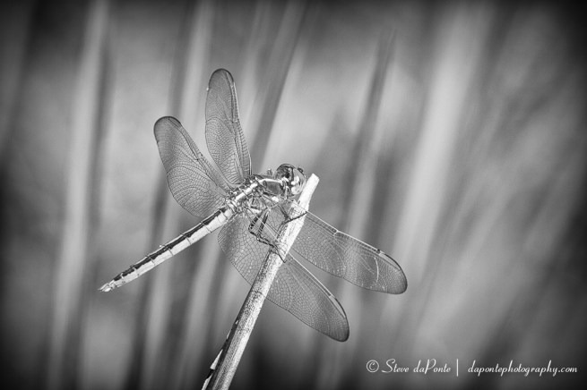 stevedaponte_dragonfly_mmc_img0376