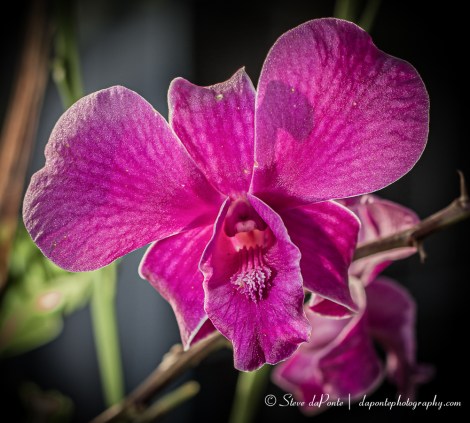 stevedaponte_orchid_img9702