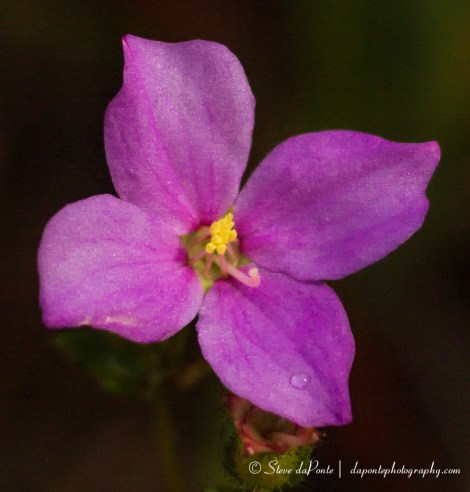 stevedaponte_purpleflower_img9087