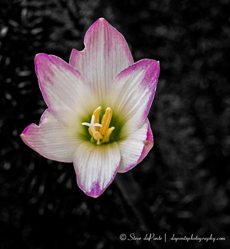 stevedaponte_rainlily_img9594