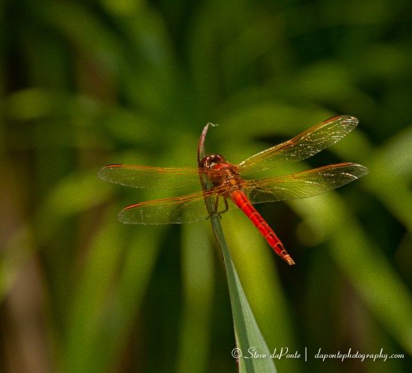 stevedaponte_RedveinedMeadowhawk_img0898