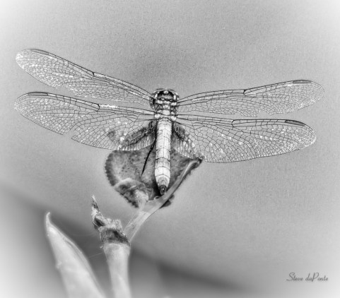 stevedaponte_silverwings_img0800