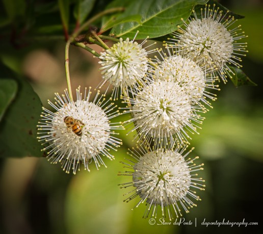 stevedaponte_buttonbush_img0626
