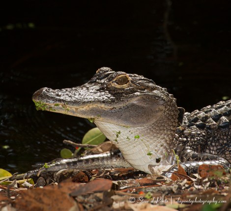 stevedaponte_gatorcloseup_img0558
