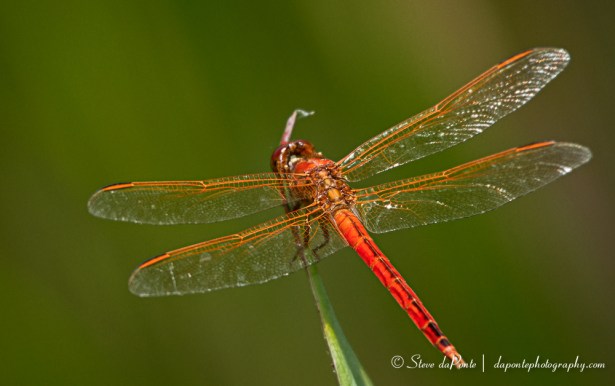 stevedaponte_red_dragon_wings_img0916