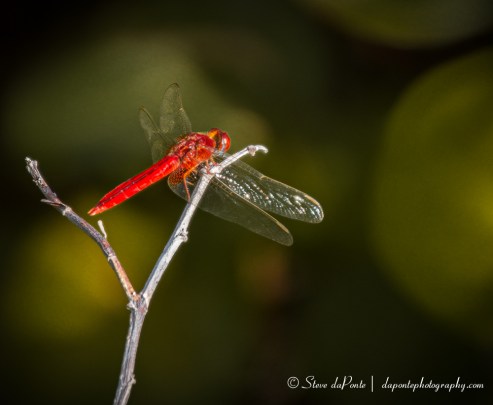 stevedaponte_reddragon2_img1172