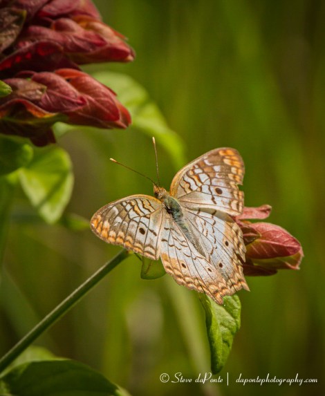stevedaponte_whitepeacock_butterfly_img0714