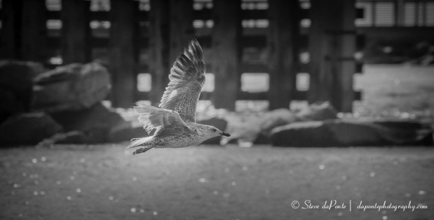 stevedaponte_gull_in_flight_img3204