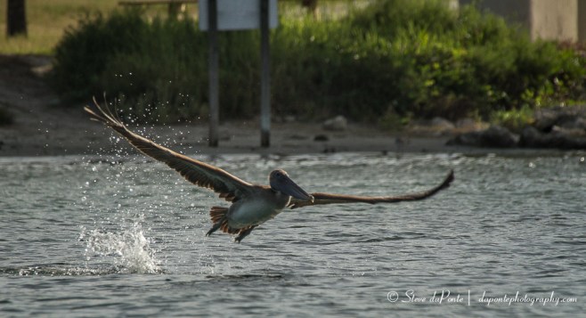 stevedaponte_sebastian_inlet_5_img3080