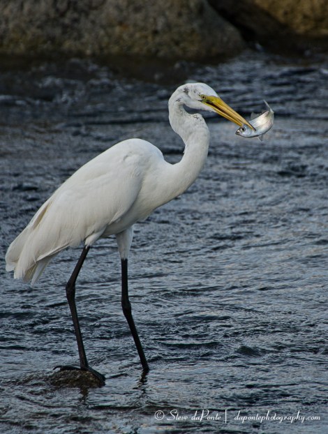 stevedaponte_sebastian_inlet_img3421