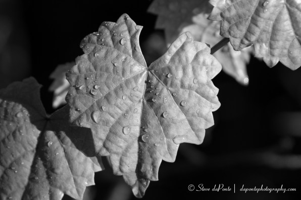 steve_daponte_after_the_rain