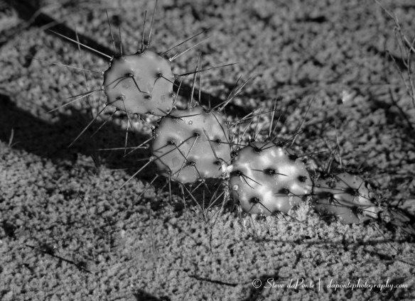 steve_daponte_cactus