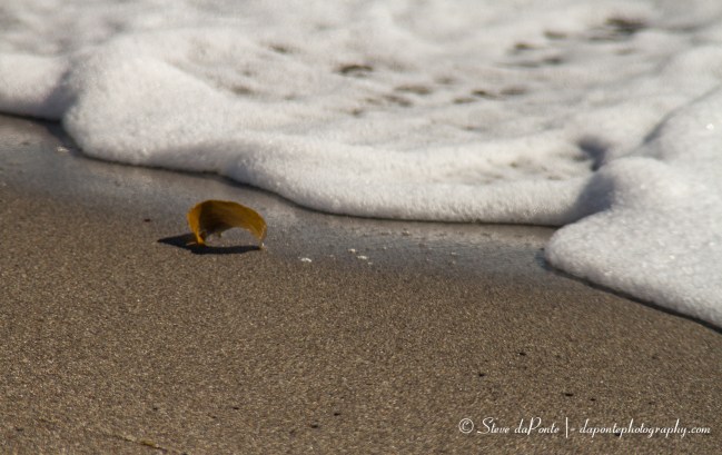 steve_daponte_sea_foam