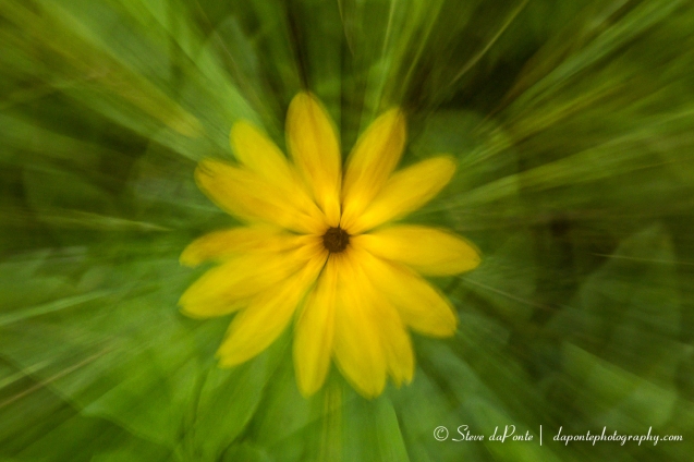 steve_daponte_yellowflower_zoomout