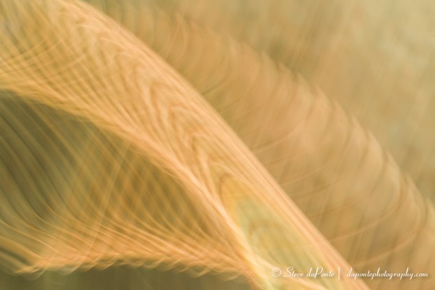 steve_daponte_abstract_goldenwing_img0854