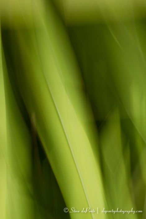 steve_daponte_abstract_img0707