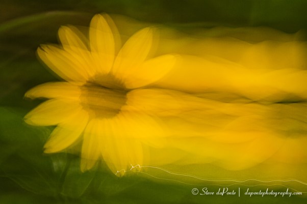 steve_daponte_cant_hold_still